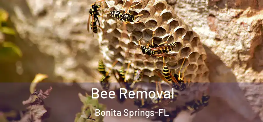  Bee Removal Bonita Springs-FL