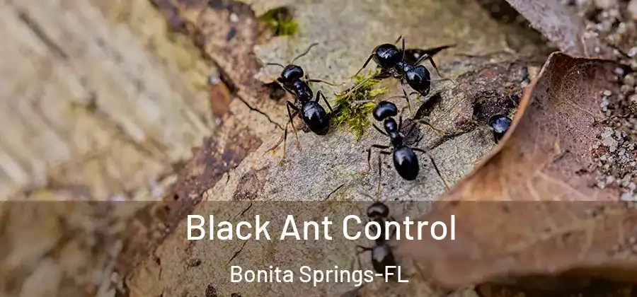 Black Ant Control Bonita Springs-FL