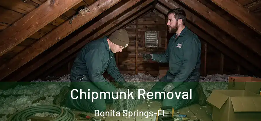  Chipmunk Removal Bonita Springs-FL