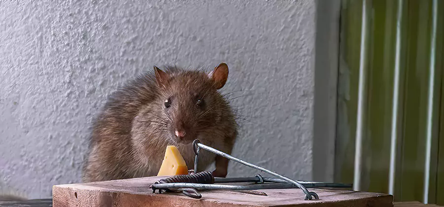 Humane Mouse Removal in Bonita Springs