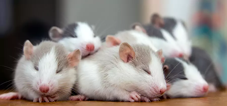 Bonita Springs Pet Safe Mice Control
