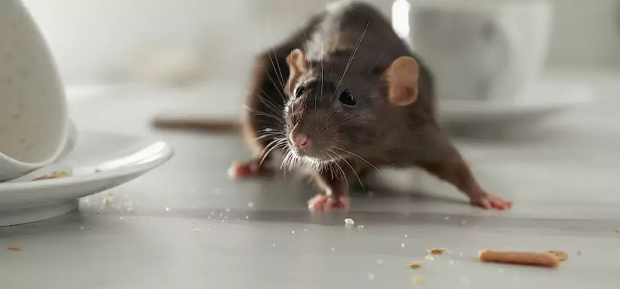 Attic Rat Exclusion Service in Bonita Springs