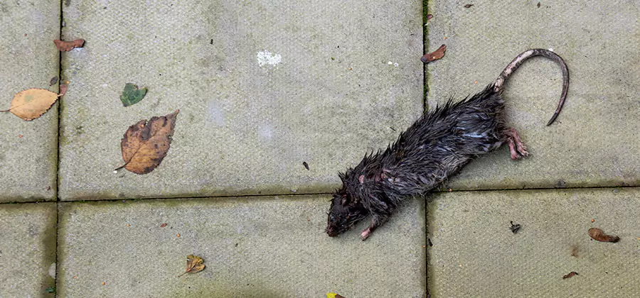 Rodent inspection service in Bonita Springs