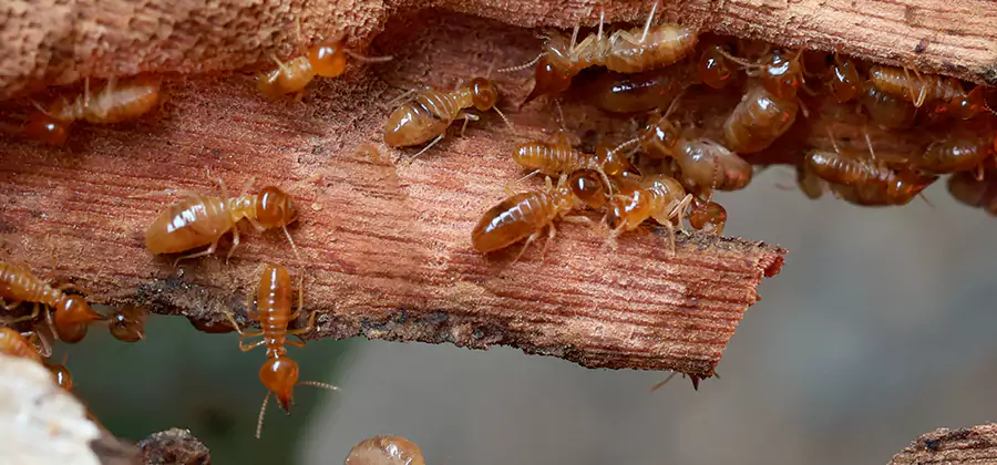 Perimeter Soil Termite Treatment in Bonita Springs
