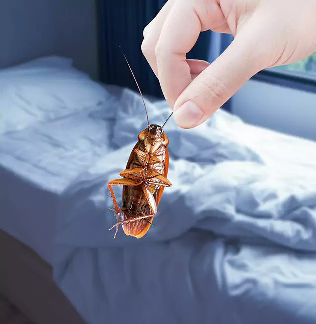 Why Choose Bonita Springs Pest Control Pro for Bed Bug Extermination in Bonita Springs, FL?