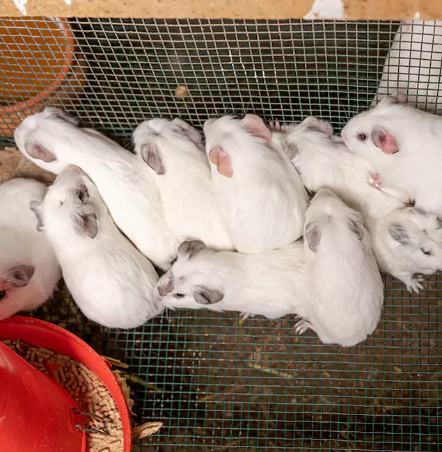 Why Choose Bonita Springs Pest Control Pro for Rat Infestation in Bonita Springs, FL?