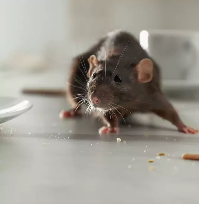 Why Choose Bonita Springs Pest Control Pro for Rodent Control in Bonita Springs, FL?