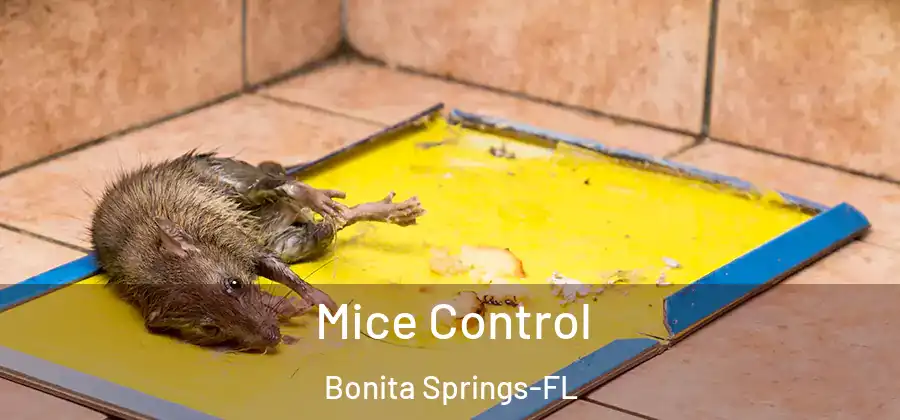  Mice Control Bonita Springs-FL