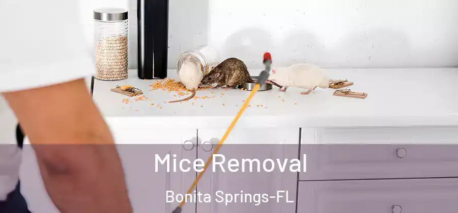 Mice Removal Bonita Springs-FL