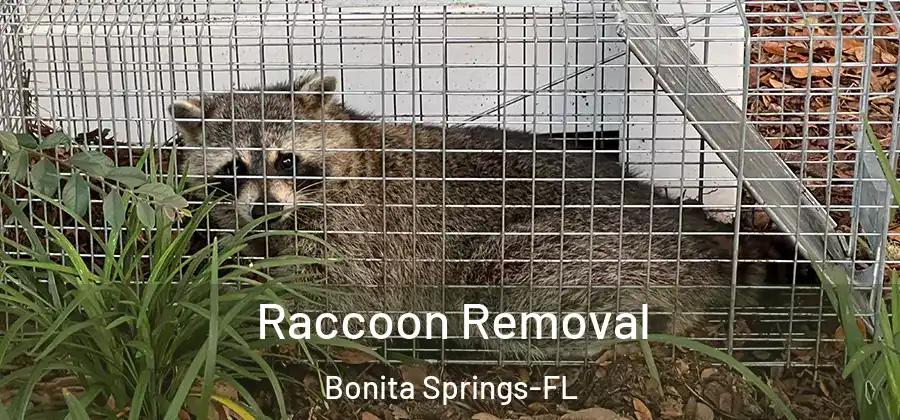 Raccoon Removal Bonita Springs-FL