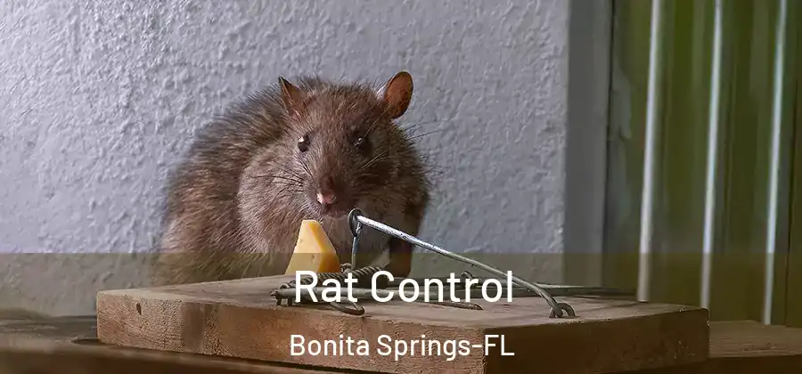  Rat Control Bonita Springs-FL
