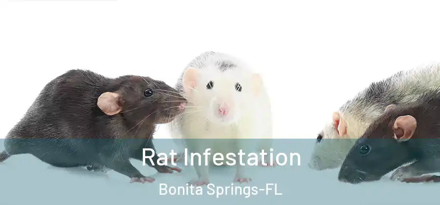 Rat Infestation Bonita Springs-FL