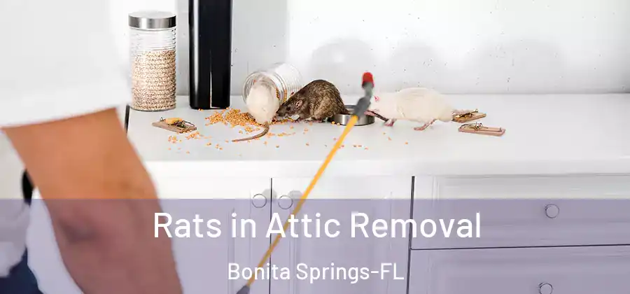 Rats in Attic Removal Bonita Springs-FL