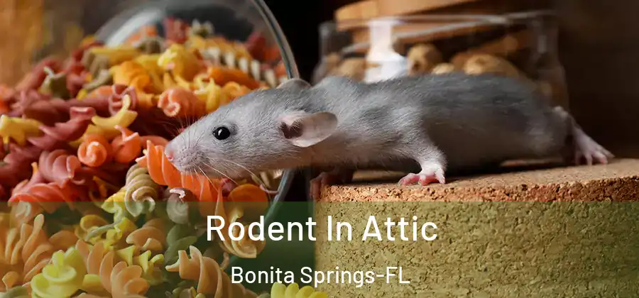 Rodent In Attic Bonita Springs-FL