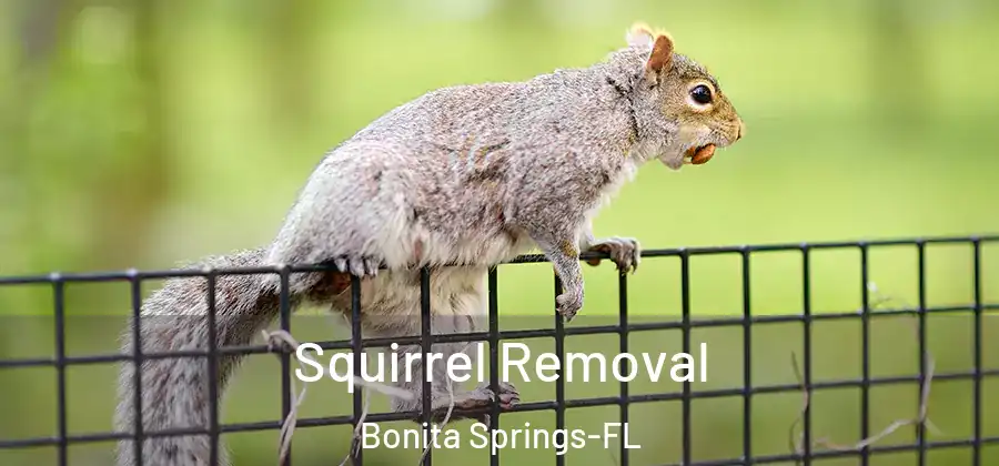  Squirrel Removal Bonita Springs-FL