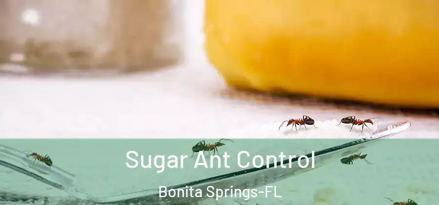  Sugar Ant Control Bonita Springs-FL