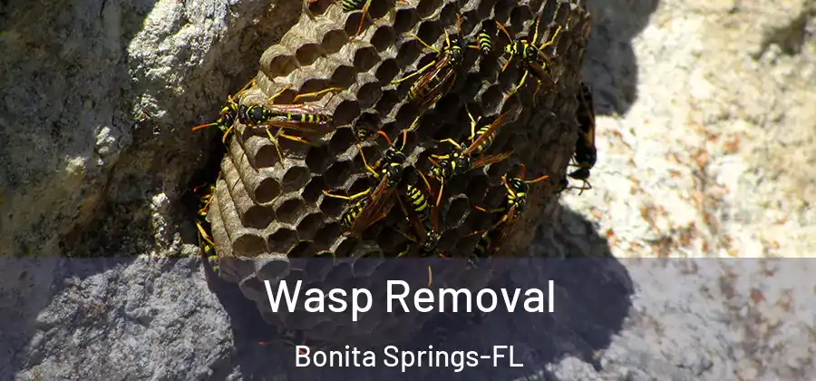  Wasp Removal Bonita Springs-FL